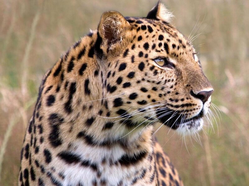 Leopard in Profile — Brown, Alert, Photograph