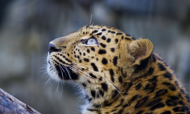 Leopard in Profile — Brown, Alert, Photograph, Whiskers, Ear