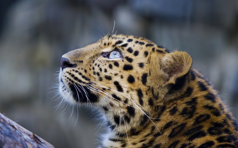 Leopard in Profile — Brown, Alert, Photograph, Whiskers, Spots, Rock