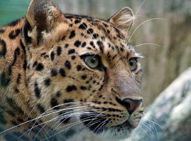 Leopard in Profile — Brown, Alert, Photograph, Whiskers, Spots