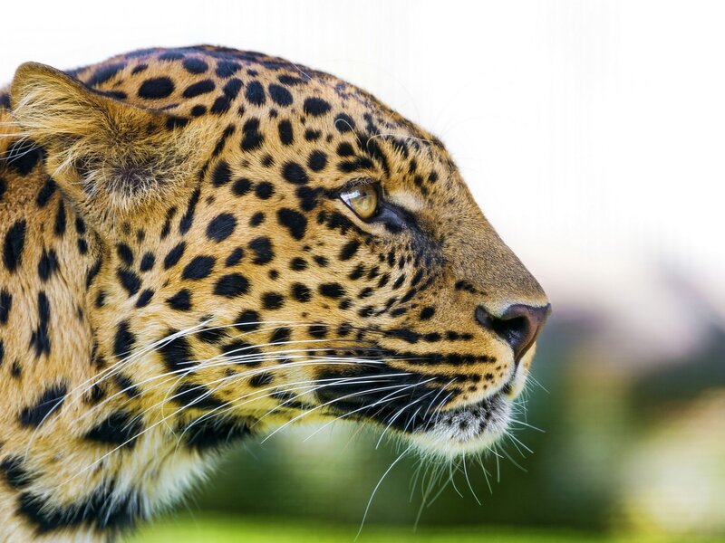 Leopard in Profile — Brown, Alert, Photograph, Whiskers