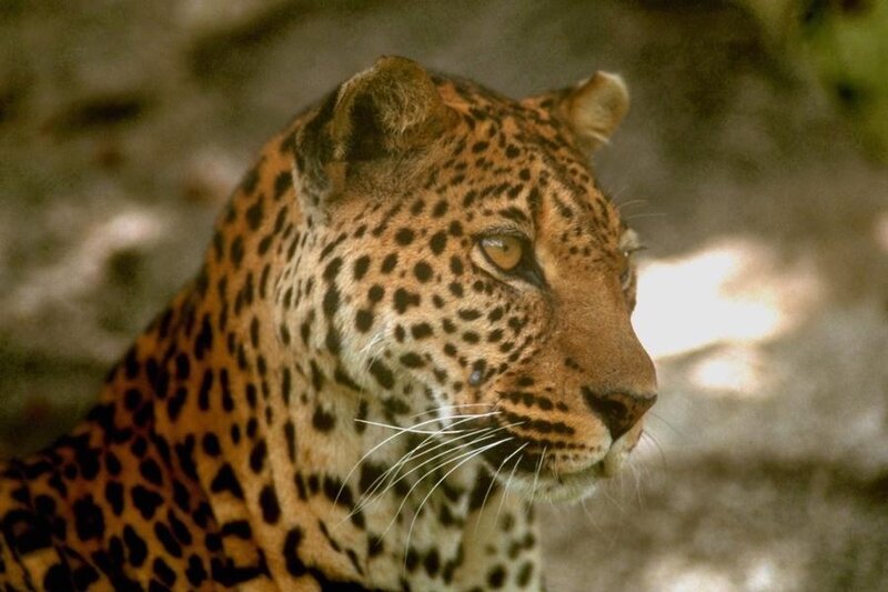 Leopard in Profile — Brown, Alert