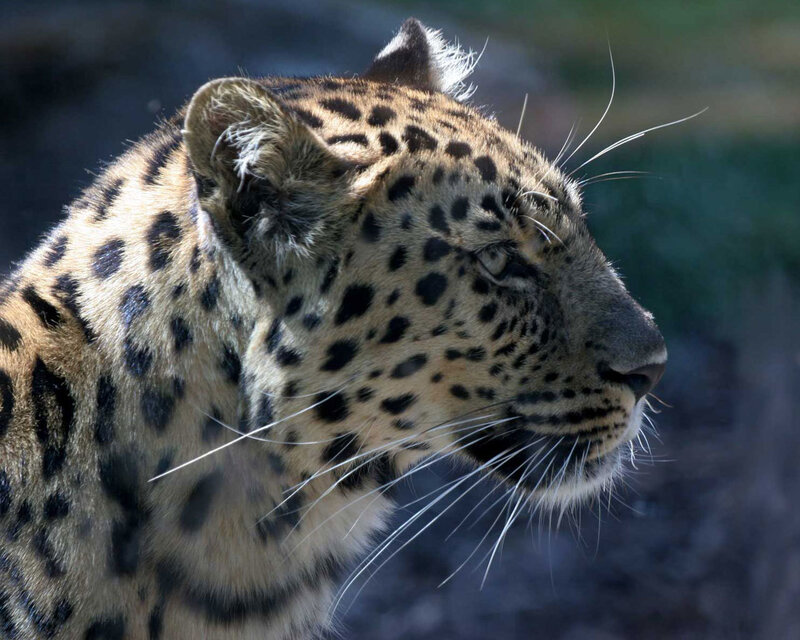 Leopard in Profile — Brown, Calm, Afternoon, Photograph, Spots