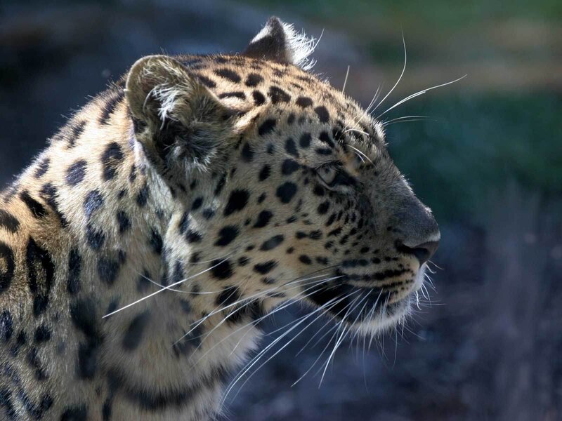 Leopard in Profile — Brown, Calm, Afternoon, Photograph