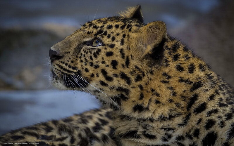 Leopard in Profile — Brown, Calm, Photograph, Animal
