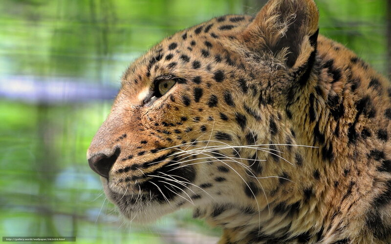 Leopard in Profile — Brown, Calm, Photograph, Green Foliage