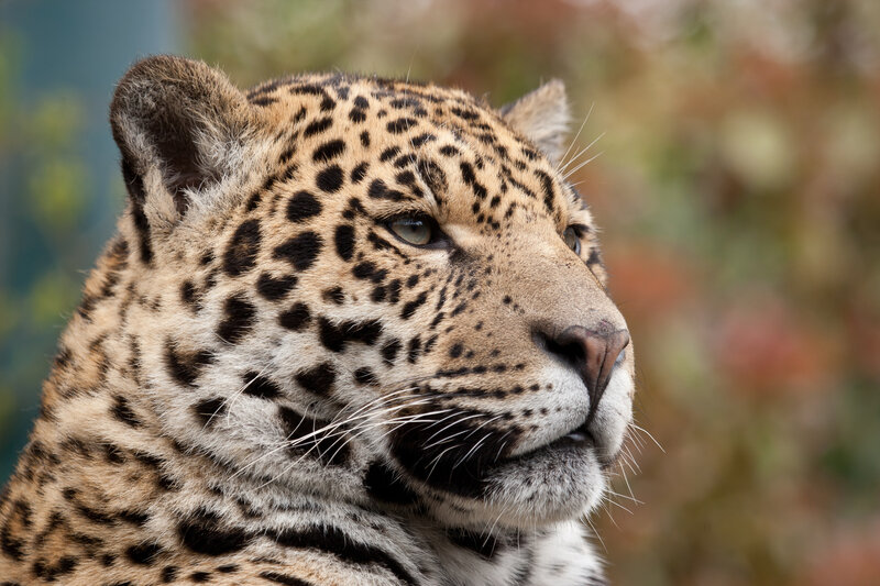 Leopard in Profile — Brown, Calm, Photograph, Spots