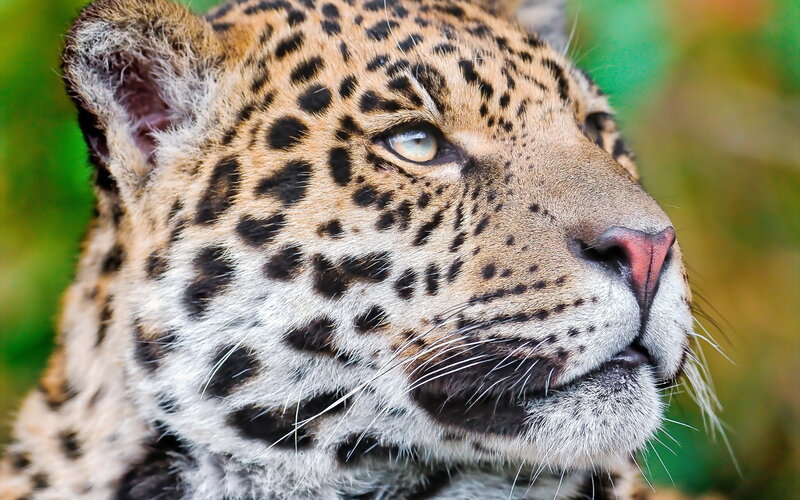 Leopard in Profile — Brown, Calm, Photograph