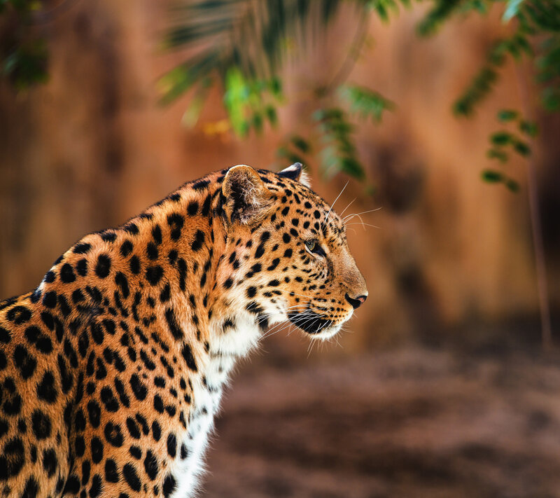 Leopard in Profile — Brown, Calm, Photograph, Trees