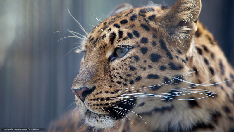 Leopard in Profile — Brown, Calm, Photograph, Whiskers, Spots