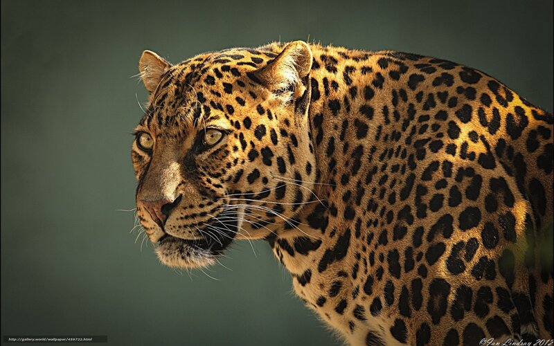 Leopard in Profile — Brown, Dramatic, Photograph