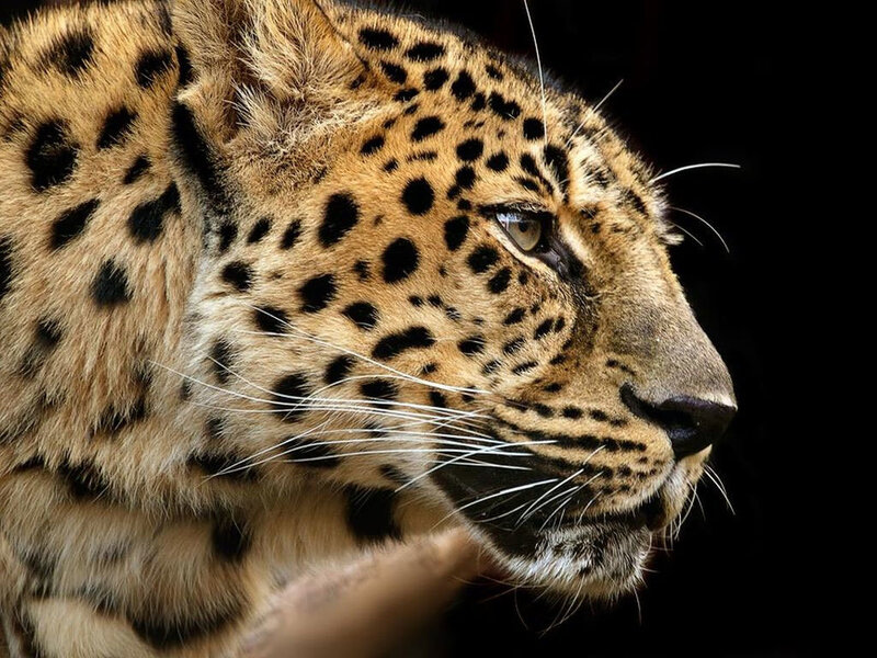 Leopard in Profile — Brown, Dramatic, Photograph, Whiskers