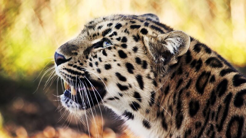 Leopard in Profile — Brown, Intense, Afternoon, Photograph, Grass