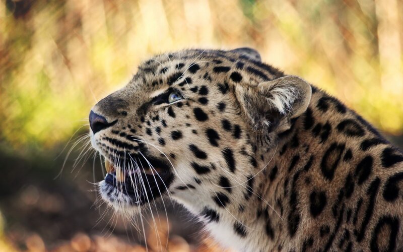 Leopard in Profile — Brown, Intense, Afternoon, Photograph