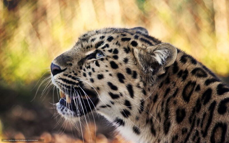 Leopard in Profile — Brown, Intense, Afternoon