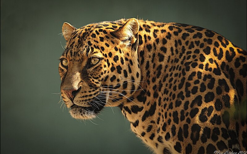 Leopard in Profile — Brown, Intense, Photograph, Green Background, Black