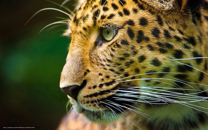 Leopard in Profile — Brown, Intense, Photograph, Green Background