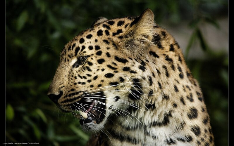 Leopard in Profile — Brown, Intense, Photograph, Green Foliage