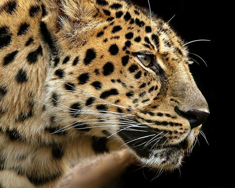 Leopard in Profile — Brown, Intense, Photograph, Spots