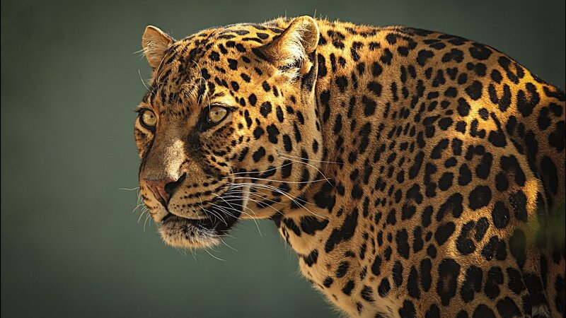 Leopard in Profile — Brown, Intense, Photograph, Spots, Whiskers