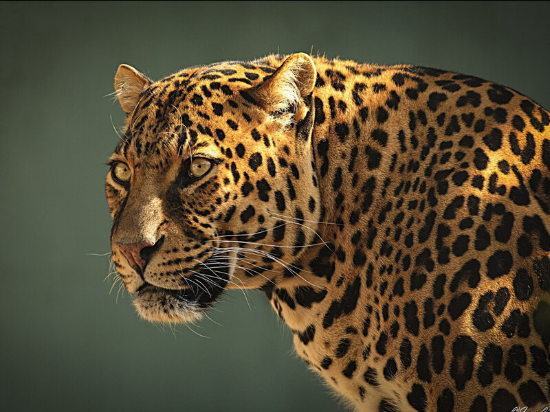 Leopard in Profile — Brown, Intense, Photograph
