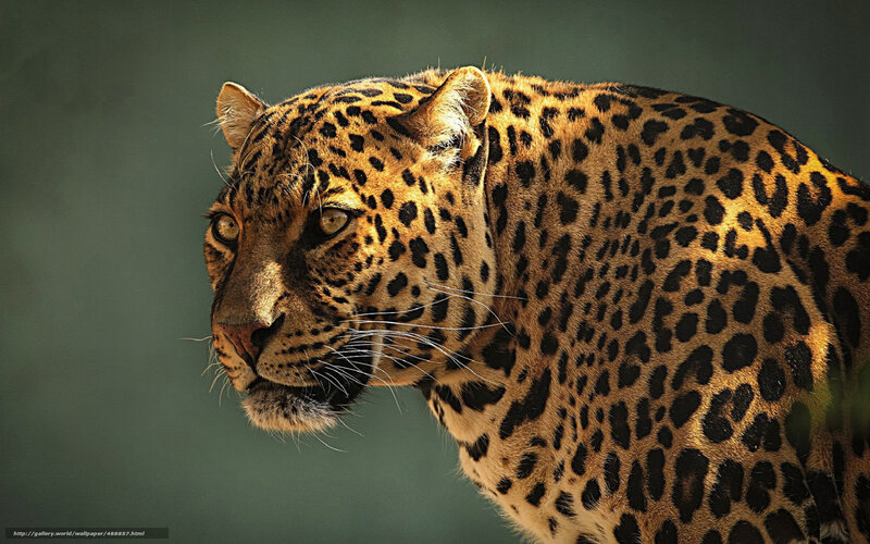 Leopard in Profile — Brown, Intense, Photograph, Whiskers