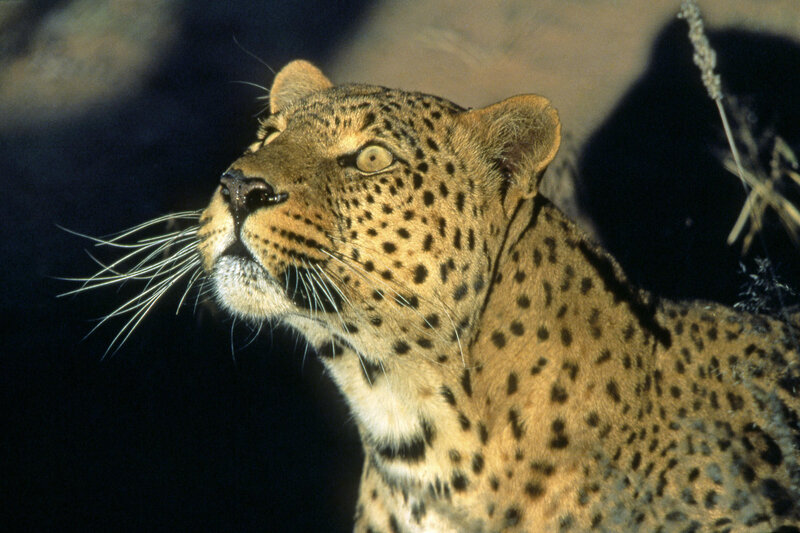 Leopard in Profile — Brown