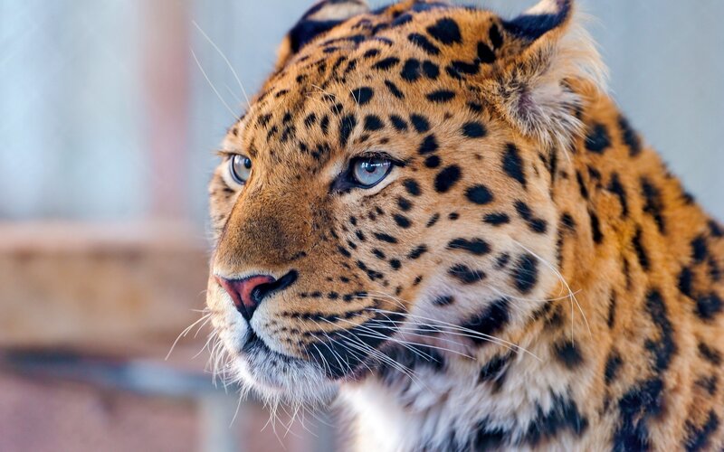 Leopard in Profile — Orange, Alert, Photograph