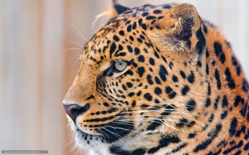 Leopard in Profile — Orange, Calm, Photograph, Eye