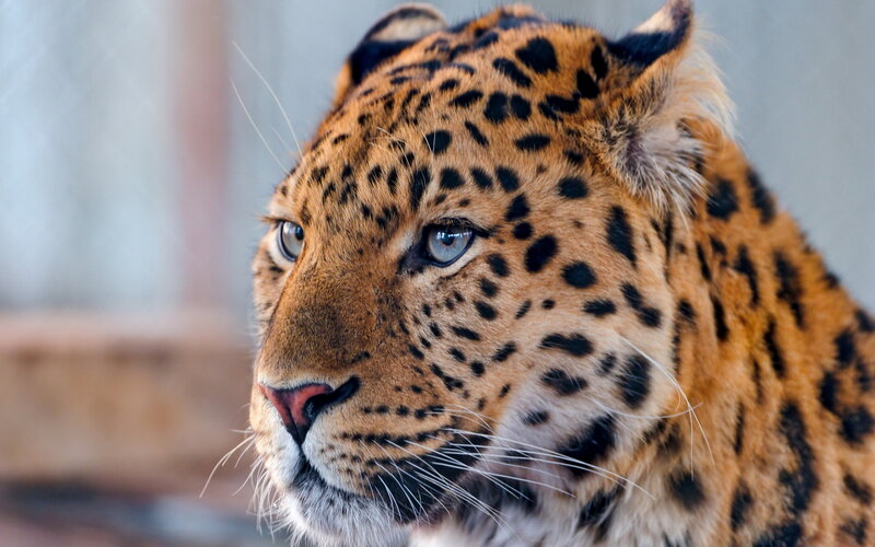 Leopard in Profile — Orange, Calm, Photograph