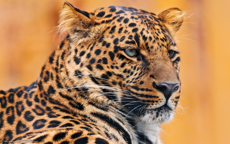 Leopard in Profile — Orange, Calm, Photograph, Whiskers, Spots