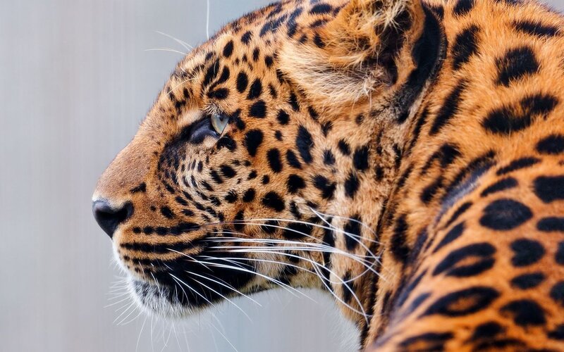 Leopard in Profile — Orange, Calm, Photograph, Whiskers
