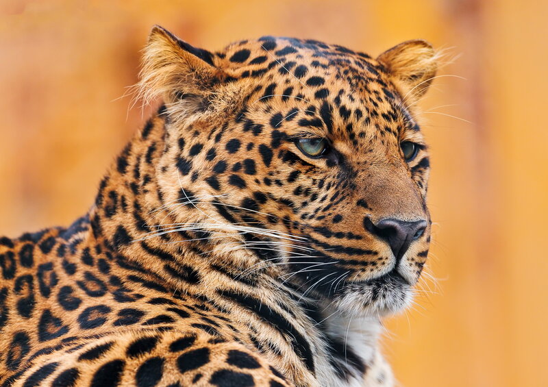 Leopard in Profile — Orange, Calm