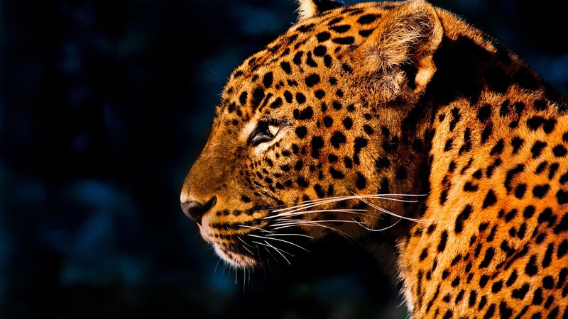 Leopard in Profile — Orange, Dramatic, Photograph, Dark Background