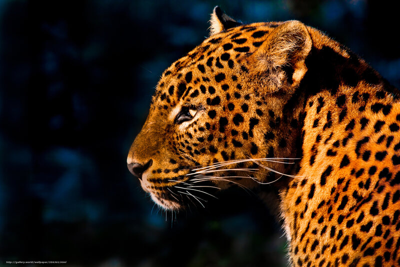 Leopard in Profile — Orange, Dramatic, Photograph, Spots