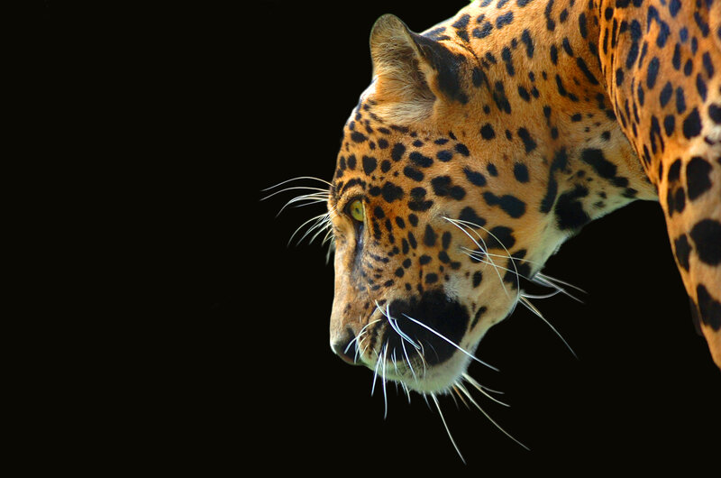 Leopard in Profile — Orange, Dramatic, Photograph