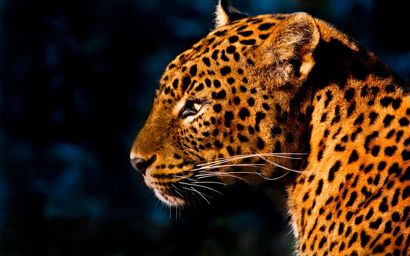 Leopard in Profile — Orange, Dramatic
