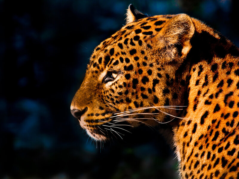 Leopard in Profile — Orange
