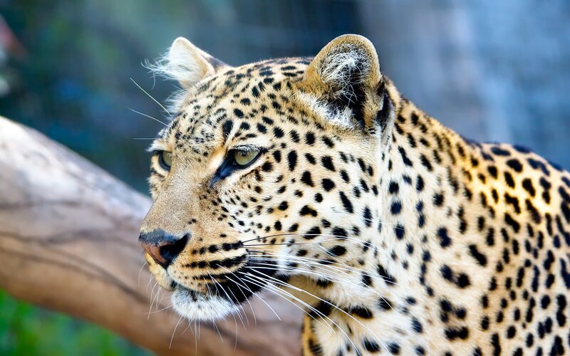 Leopard in Profile — Tan, Alert, Photograph, Log
