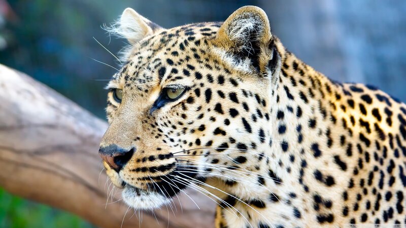Leopard in Profile — Tan, Alert, Photograph