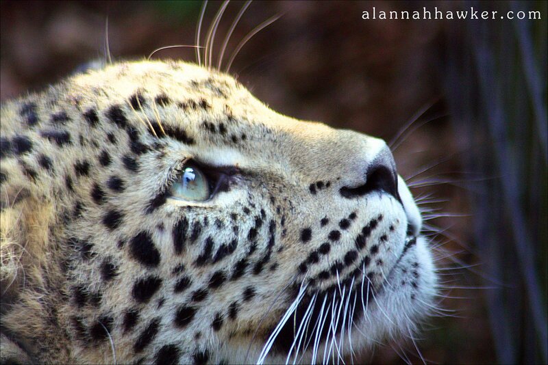 Leopard in Profile — Tan, Calm