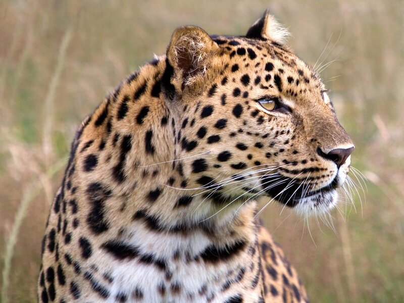 Leopard in Profile — Tan