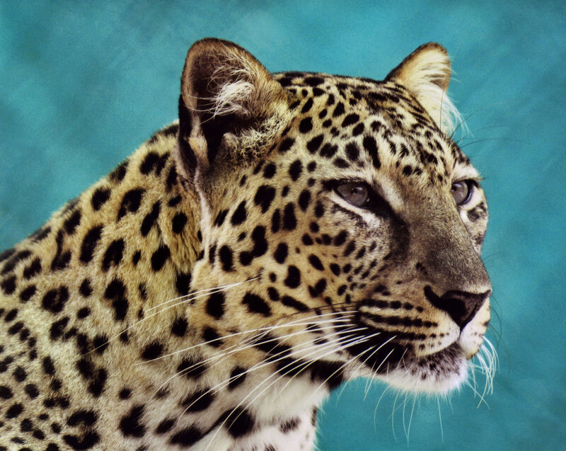Leopard in Profile — Teal