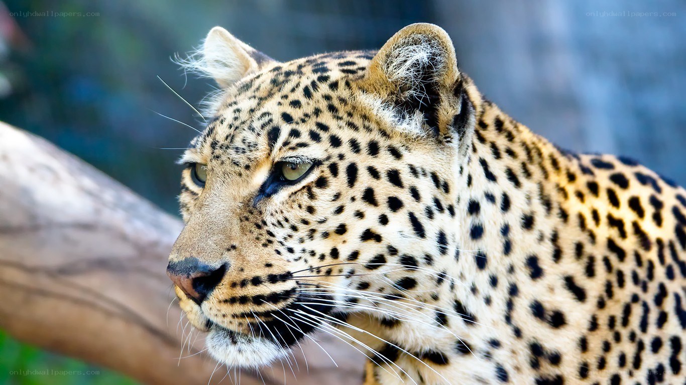 leopard in profile view