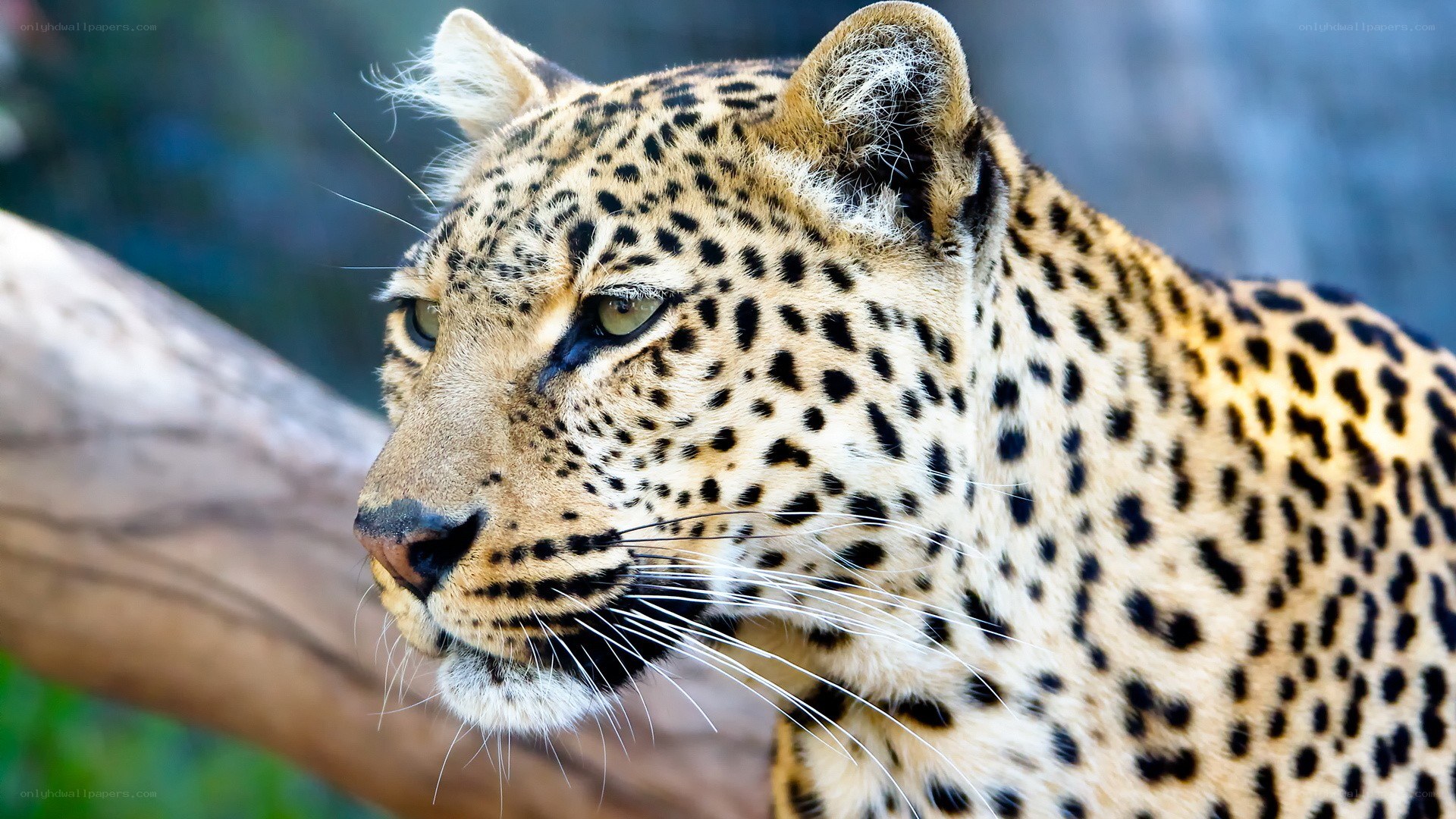 Leopard in profile view