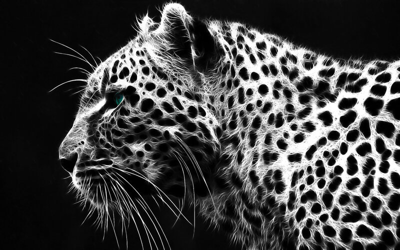 Leopard in Profile — White, Dramatic