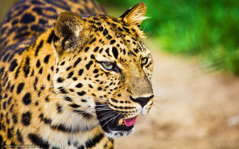Leopard in Profile — Yellow, Alert, Afternoon