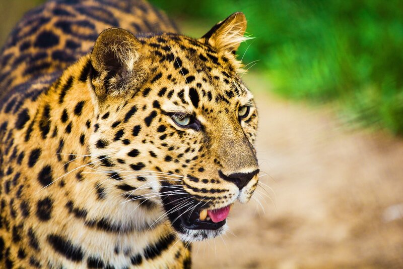 Leopard in Profile — Yellow, Alert, Photograph, Green Foliage