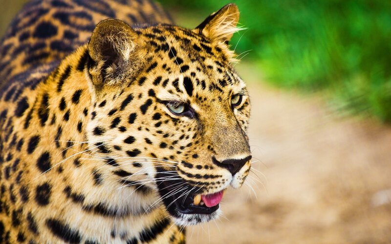Leopard in Profile — Yellow, Alert, Photograph