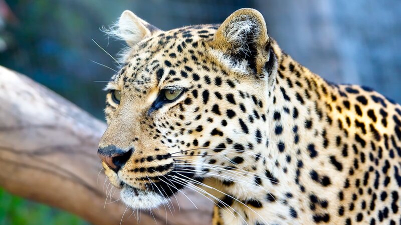 Leopard in Profile — Yellow, Alert